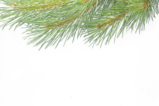 Fresh green pine branch isolated on transparent background. Natural evergreen conifer for Christmas, winter holiday decorations, seasonal design, festive compositions and botanical projects.