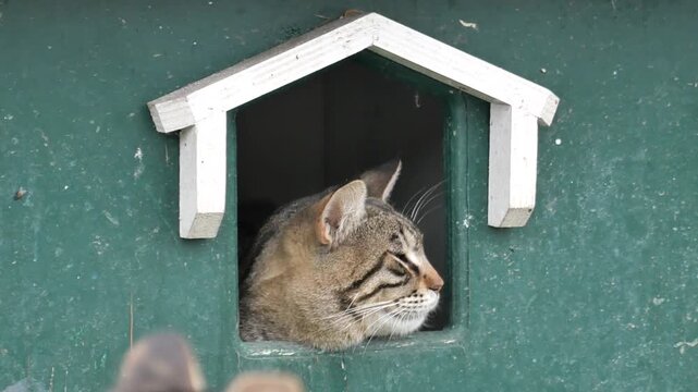 A tabby cat looks out a small house-shaped window in a green wall as another cat's head sits in foreground in soft focus