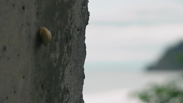 A close-up of a snail shell attached to the concrete wall of a tunnel overlooking the sea.