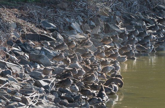 Grey teal ducks hiding in the rocks at Goolwa Barrage, South Australia, Australia