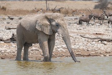 African Elephant drinking at a waterhole in Etosha National Park, Namibia, Africa © dvlcom