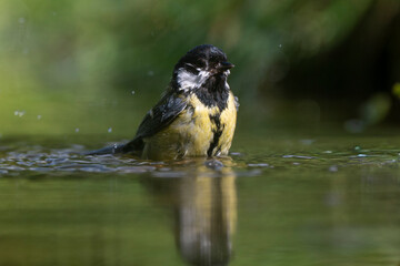 Mésange charbonnière, © JAG IMAGES