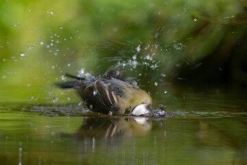 Mésange charbonnière, © JAG IMAGES