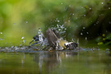 Mésange charbonnière, © JAG IMAGES