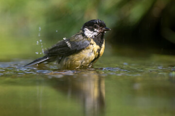 Mésange charbonnière, © JAG IMAGES