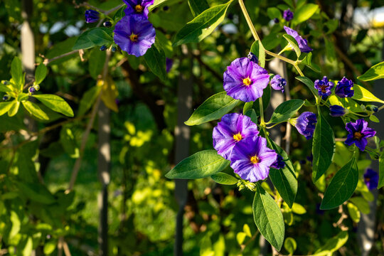 Vibrant purple Lycianthes flowers blooming gracefully among lush green leaves, illuminated by warm golden sunlight in a beautiful garden. Mediterranean region.