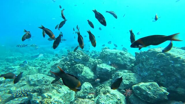Underwater view of black triggerfish and reef fish swimming in clear blue Hawaii ocean