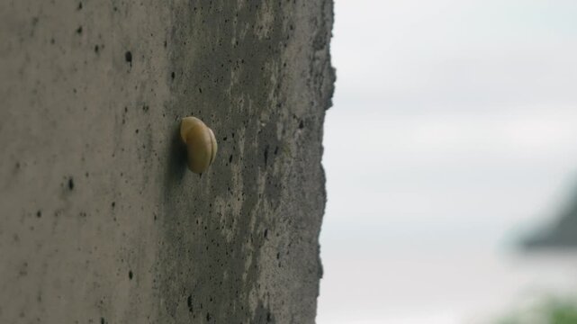 A close-up of a snail shell attached to the concrete wall of a tunnel overlooking the sea.