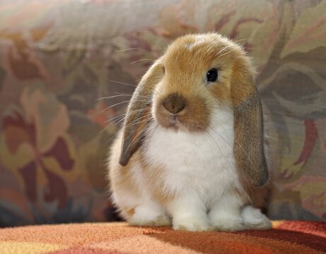 English Lop, male
