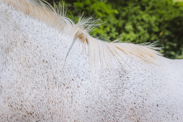 Close-up of a dappled white horse neck and flowing blonde mane against lush foliage. © EdNurg