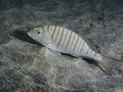 Marble bream (Lithognathus mormyrus) lies on sandy ground in seawater, dive site Playa, Los Cristianos, Tenerife, Canary Islands, Spain