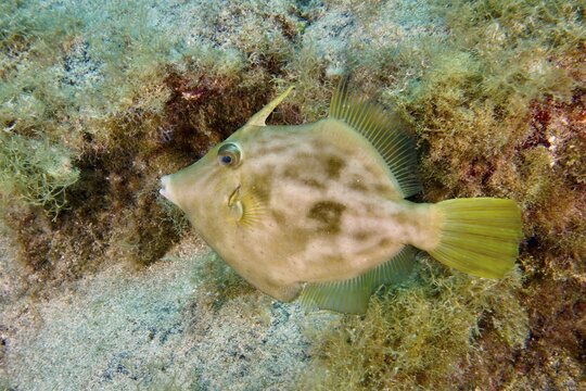 A brown filefish (Stephanolepis hispidus) swims across the seabed close to aquatic plants. Dive site Las Rosas, Las Galletas, Tenerife, Canary Islands, Spain