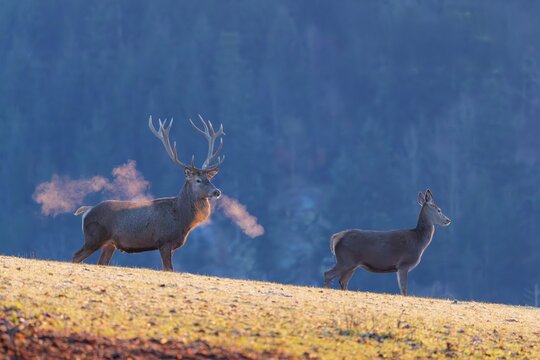 A red deer stag (Cervus elaphus) and a hind stand in the first light of day on a meadow covered in hoar frost. Their breath condenses in the cold air. A forest can be seen in the background