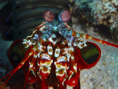 Close-up of a mantis shrimp with large eyes, clown mantis shrimp (Odontodactylus scyllarus), dive site SD, Nusa Ceningan, Nusa Penida, Bali, Indonesia