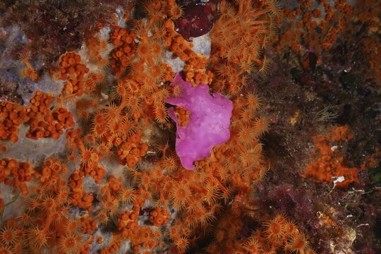 Spreading stonewort (Mesophyllum expansum) and Yellow cluster anemone (Parazoanthus axinellae) enliven the seabed in the Mediterranean near Hy&egrave;res. Dive site Sec de la Jeaune Garde, Giens peninsula, Provence Alpes C&ocirc;te d'Azur, France