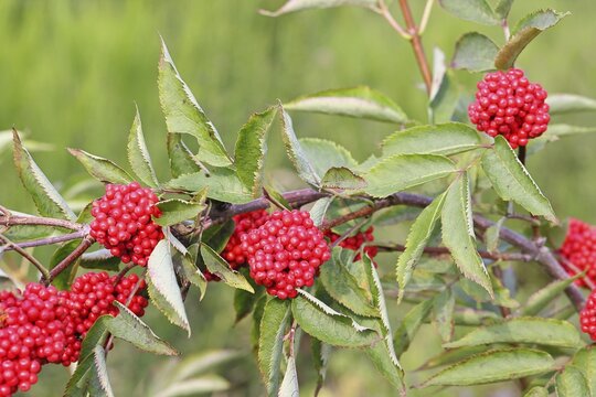 Red Elderberry (Sambucus racemosa), Grape Elderberry, Stag Elderberry, on a forest area destroyed by the bark beetle, Wilnsdorf, North Rhine-Westphalia, Germany