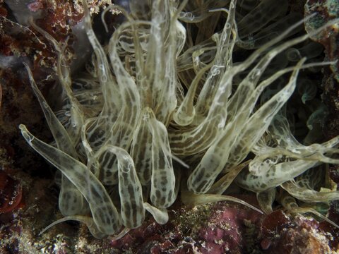 Durchscheinende Siebanamone (Aiptasia mutabilis) mit wirbelnden Formen in einer Unterwasserumgebung. Tauchplatz Muzil, Stoja, Pula, Kroatien, Mittelmeer