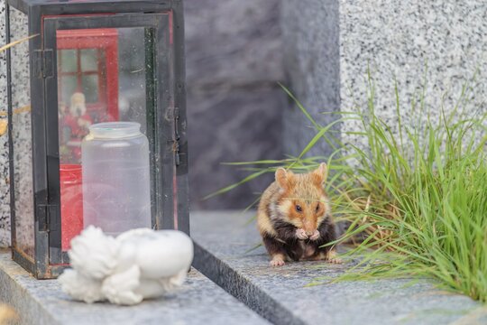A European hamster (Cricetus cricetus) sits on an old grave and cleans its snout on a cloudy day. Vienna, Austria