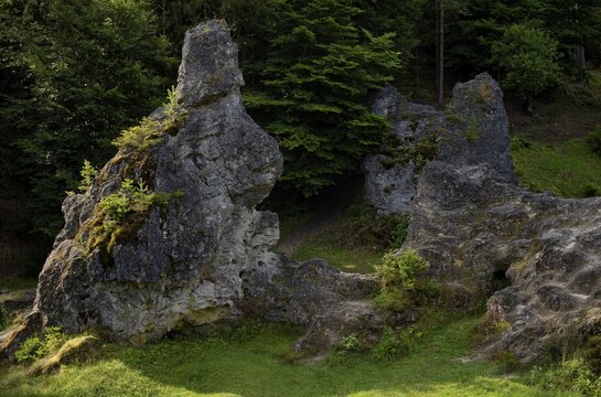 Hare, dolomite rocks, sea of rocks, Wental, Bartholom&auml;, Swabian Alb, Baden-W&uuml;rttemberg, Germany