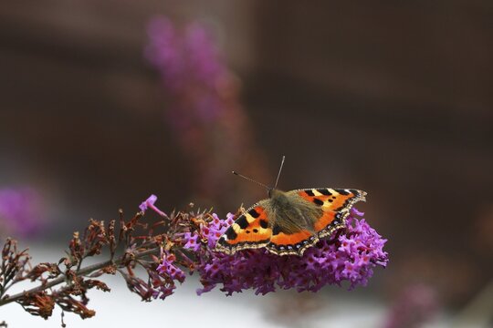 Small tortoiseshell (Aglais urticae), on summer lilac (Buddleja davidii) or butterfly bush, Wilden, North Rhine-Westphalia, Germany