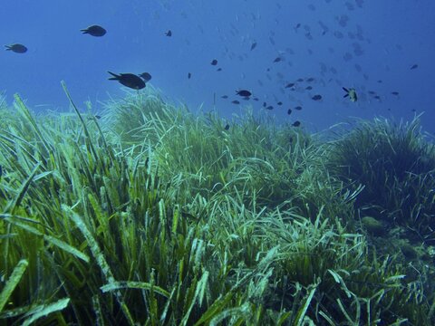 Dense seagrass meadow of Neptune grass (Posidonia oceanica) under water with small fish in the Mediterranean near Hy&egrave;res, Giens peninsula diving site, Porquerolles, Provence, C&ocirc;te d'Azur, France