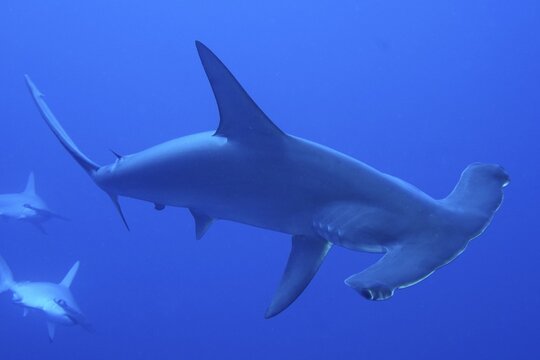 Scalloped hammerhead (Sphyrna lewini), Solid blue background. Dive site Daedalus Reef, Egypt, Red Sea
