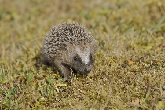 European hedgehog (erinaceus europaeus), juvenile, in a meadow orchard, Wilnsdorf, North Rhine-Westphalia, Germany