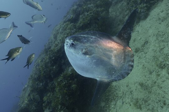 Ocean sunfish (Mola mola), Dive site Marine Reserve Cap de Creus, Rosas, Costa Brava, Spain, Mediterranean Sea