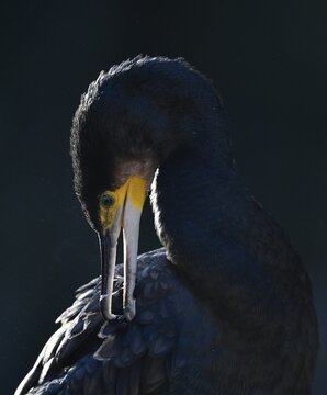 Great cormorant (Phalacrocorax carbo), plumage care, animal portrait, Baden-W&uuml;rttemberg, Germany