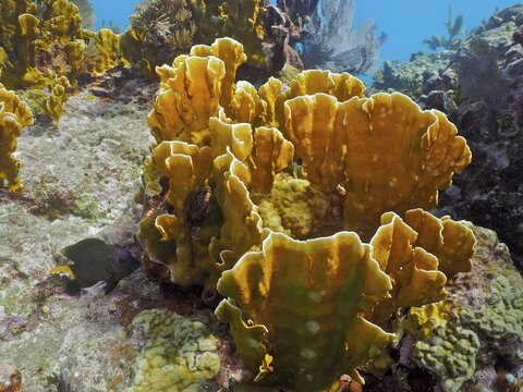 Coarsely structured underwater reef with striking yellow corals, fire coral (Millepora complanata) . Dive site John Pennekamp Coral Reef State Park, Key Largo, Florida Keys, Florida, USA