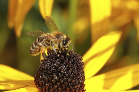 Honey bee (Apis mellifera) on yellow coneflower (Echinacea paradoxa), North Rhine-Westphalia, Germany