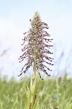 Goat's tongue (Himantoglossum hircinum), inflorescence with open white-purple flowers, on a weasel, high key photo, orchids, orchid, orchid plant, nature photography, Lahnstein, Rhineland-Palatinate, Germany