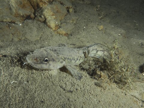 A fish, burbot, burbot (Lota lota), rudd, lies on the sandy bottom next to rocks and algae. Dive site Kleiner Parkplatz, Herrliberg, Lake Zurich, Canton Zurich, Switzerland