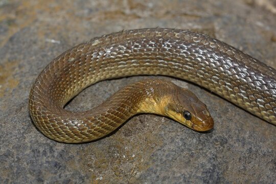 Aesculapian snake (Zamenis longissimus), Balaton Uplands National Park, Balaton Felvid&eacute;ki Nemzeti Park, Lake Balaton, Hungary