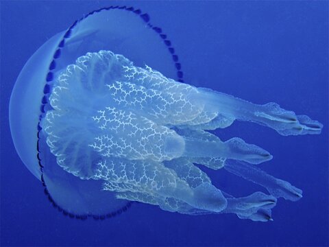 Barrel jellyfish (Rhizostoma pulmo) against a solid blue background. Dive site Marine Reserve Cap de Creus, Rosas, Costa Brava, Spain, Mediterranean Sea
