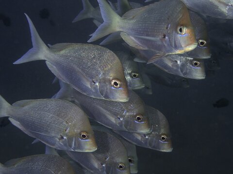 Group, shoal, school of Slinger sea bream (Chrysoblephus puniceus), Sodwana Bay, South Africa