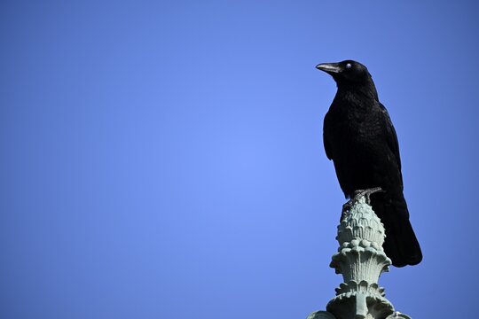 Carrion crow (Corvus corone), showing nictitating membrane, sitting on post, Stuttgart, Baden-W&uuml;rttemberg, Germany
