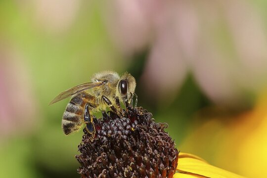 European honey bee (Apis mellifera), collecting nectar from a flower of yellow coneflower (Echinacea paradoxa), Wilden, North Rhine-Westphalia, Germany