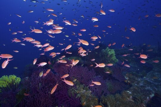 A swarm of colorful fish, Mediterranean sea bass (Anthias anthias), swimming over with corals, color-changing gorgony (Paramuricea clavata), overgrown debris in the blue seawater in the Mediterranean near Hy&egrave;res, Wreck Le Grec dive site, Giens Peninsula, Porquerolles, Provence, C&ocirc;te d'Azur, Mediterranean Sea, France