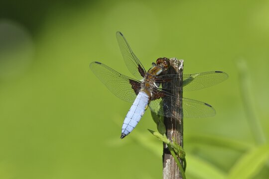 Broad-bodied chaser (Libellula depressa), male sitting on a branch in the garden, North Rhine-Westphalia, Germany
