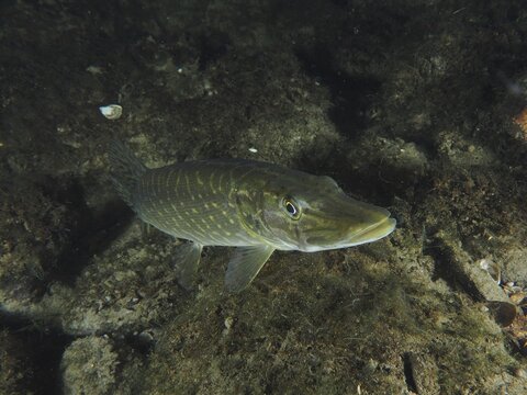 A pike (Esox lucius) swims above the dark, algae-covered bottom. Dive site Zollbr&uuml;cke, Rheinau, Canton Zurich, Rhine, High Rhine, Switzerland, Germany