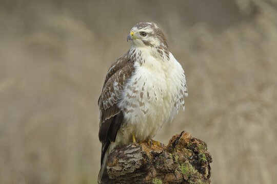 Common steppe buzzard (buteo buteo), light variant, light morph, sitting on a tree root, front view photo, North Rhine-Westphalia, Germany