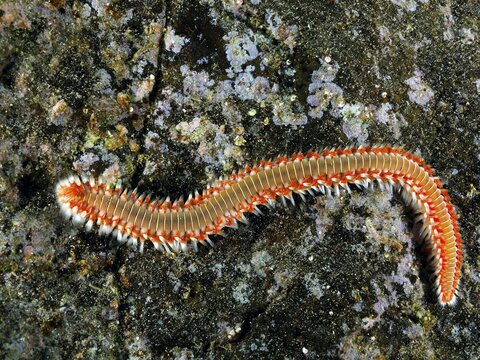 An elongated fireworm (Hermodice carunculata) on a rocky seabed. The colourful bristles stand out. Dive site El Cabron marine reserve, Arinaga, Gran Canaria, Spain, Atlantic Ocean