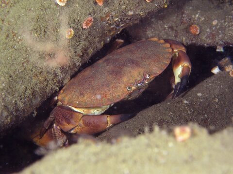 Edible crab (Cancer pagurus), dive site Mullaghmore, Co. Sligo, Irish Sea, North Atlantic, Ireland