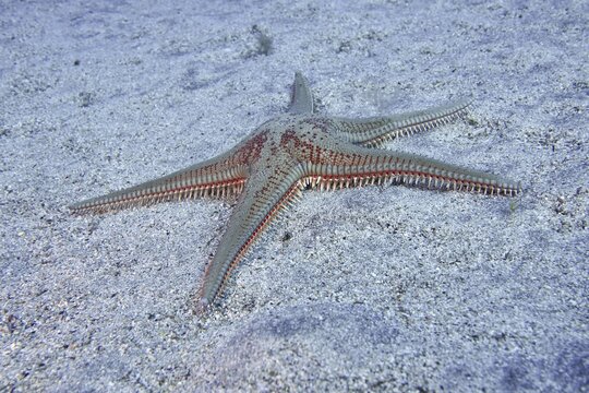 Astropecten aranciacus (Astropecten aranciacus) on sandy seabed under water, dive site Bufadero, Palm Mar, Tenerife, Canary Islands, Spain