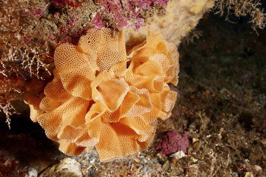 Neptune veil (Reteporella grimaldii) (Reteporella septentrionalis) with structured surface on the seabed. Dive site Marine protected area Cap de Creus, Rosas, Costa Brava, Spain, Mediterranean Sea