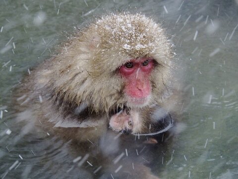 A snow monkey, Japan macaque, japanese macaque (Macaca fuscata), bathes with its young in a hot spring during a snowstorm. Nagano, Japan