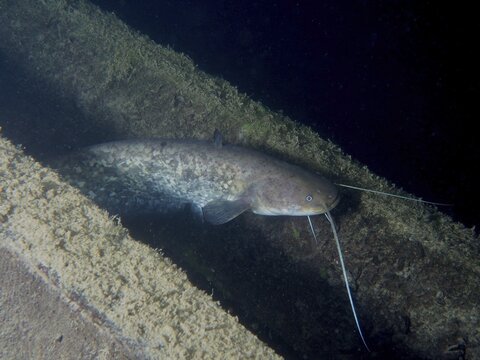 Large catfish (Silurus glanis), catfish, seeks shelter in the metal structures of a bridge. Dive site Zollbr&uuml;cke, Rheinau, Canton Zurich, Rhine, High Rhine, Switzerland, Germany