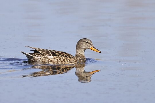 Schnatterente (Mareca strepera), female, swimming on moor pond, spring, wildlife, H&uuml;de, Ochsenmoor, D&uuml;mmer See, H&uuml;de, Lower Saxony, Germany