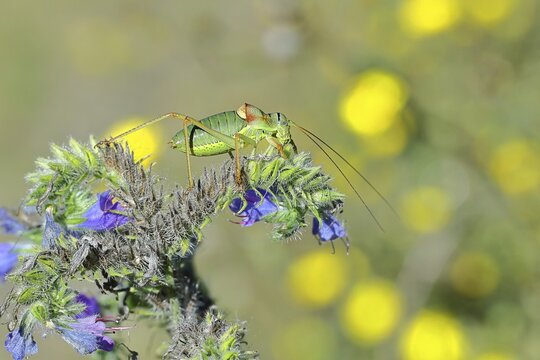 Steppe saddle grasshopper, steppe saddle grasshopper (Ephippiger ephippiger), male, on Viper's bugloss (Echium vulgare), with bokeh in the background, leafhoppers, long-fingered grasshoppers, Red List of Germany, specially protected species, critically endangered, Cochem, Moselle, Rhineland-Palatinate, Germany